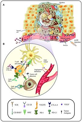 Monoclonal antibodies in cervical malignancy-related HPV